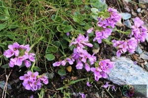 Thlaspi rotundifolium (2) (1200 x 800).jpg_product